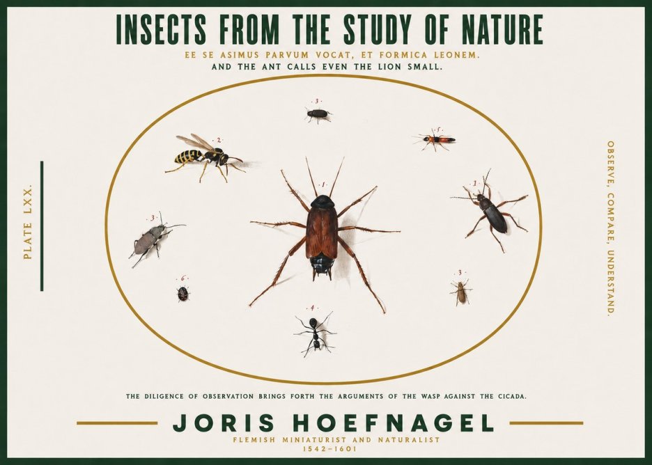 Joris Hoefnagel Insects from the Study of Nature No2 - Affiche