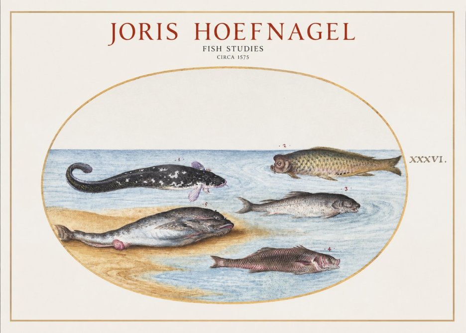Joris Hoefnagel Fish Studies No1 - Affiche
