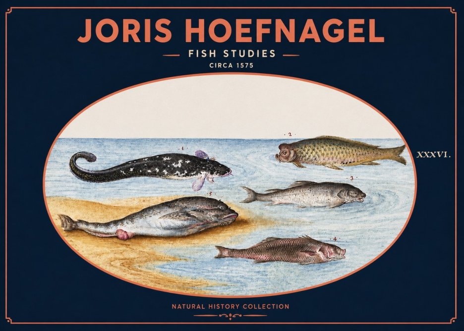 Joris Hoefnagel Fish Studies No2 - Affiche