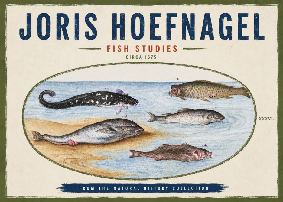 Joris Hoefnagel Fish Studies No4 - Affiche
