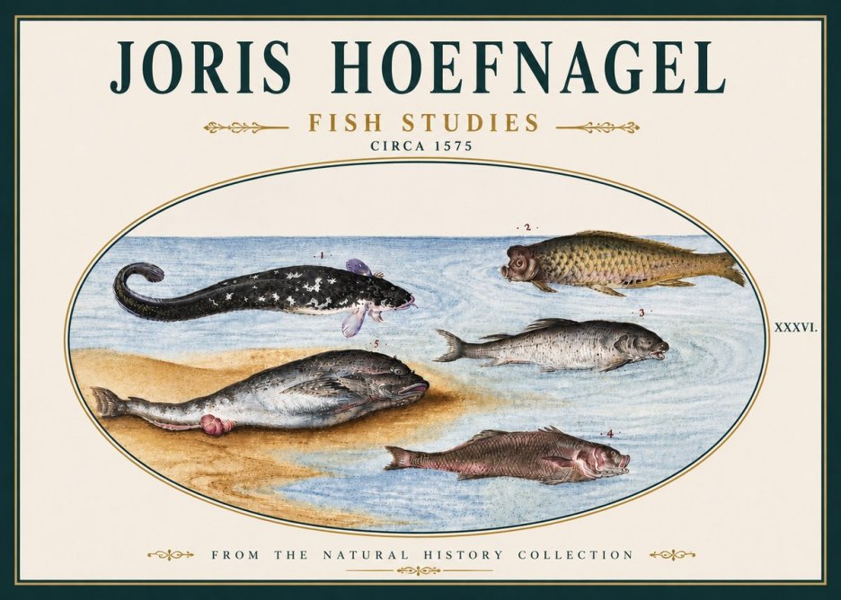 Joris Hoefnagel Fish Studies No5 - Affiche