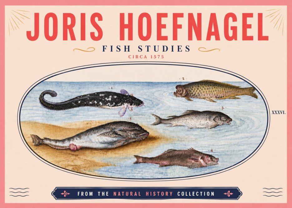 Joris Hoefnagel Fish Studies No6 - Affiche
