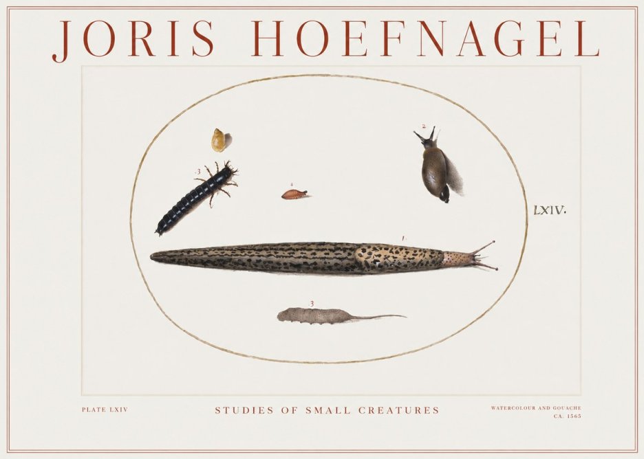 Joris Hoefnagel Plate Lxiv No2 - Affiche