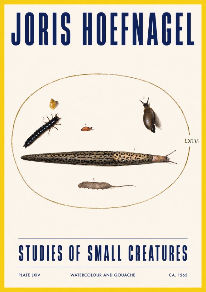 Joris Hoefnagel Plate Lxiv No3 - Affiche