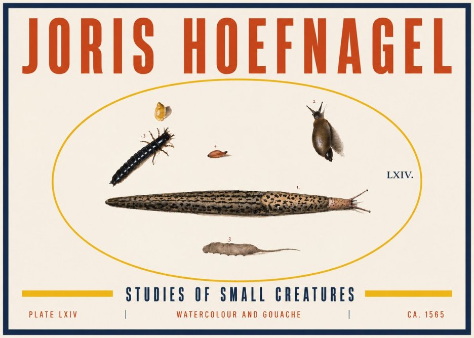 Joris Hoefnagel Plate Lxiv No6 - Affiche