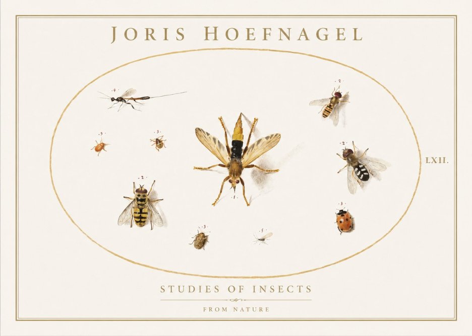 Joris Hoefnagel Studies of Insects IV No1 - Affiche