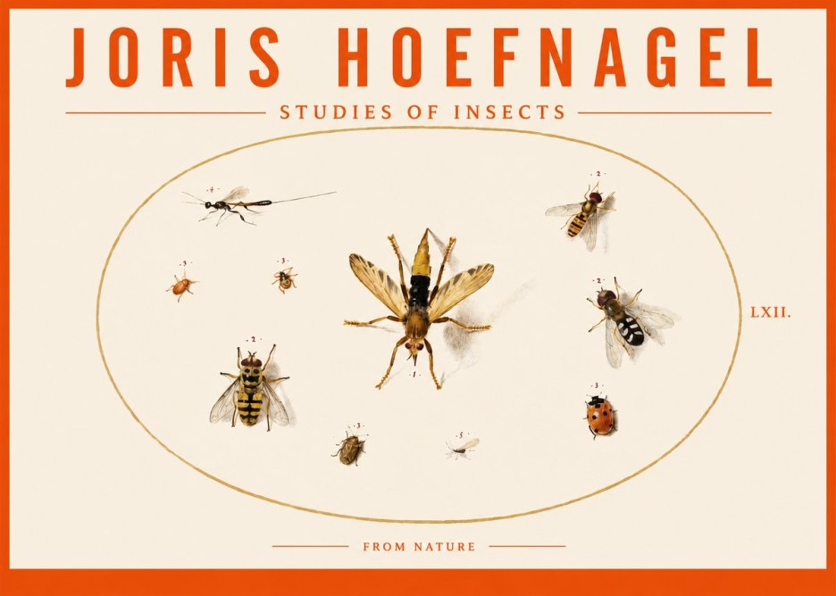 Joris Hoefnagel Studies of Insects IV No3 - Affiche