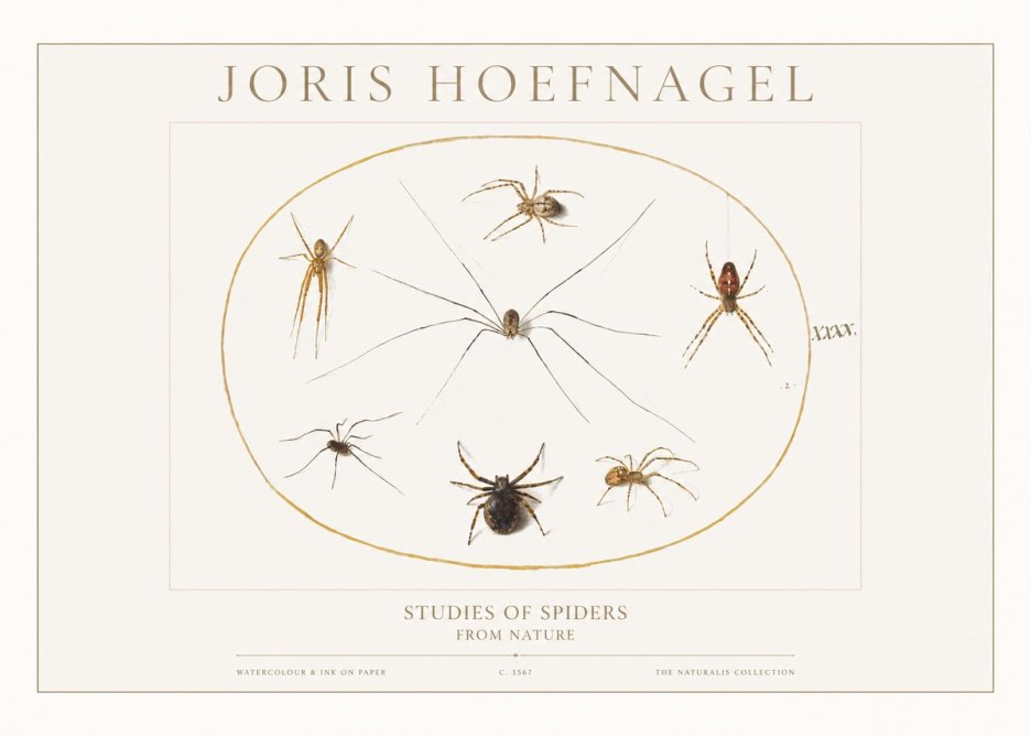 Joris Hoefnagel Studies of Spiders from Nature No1 - Affiche