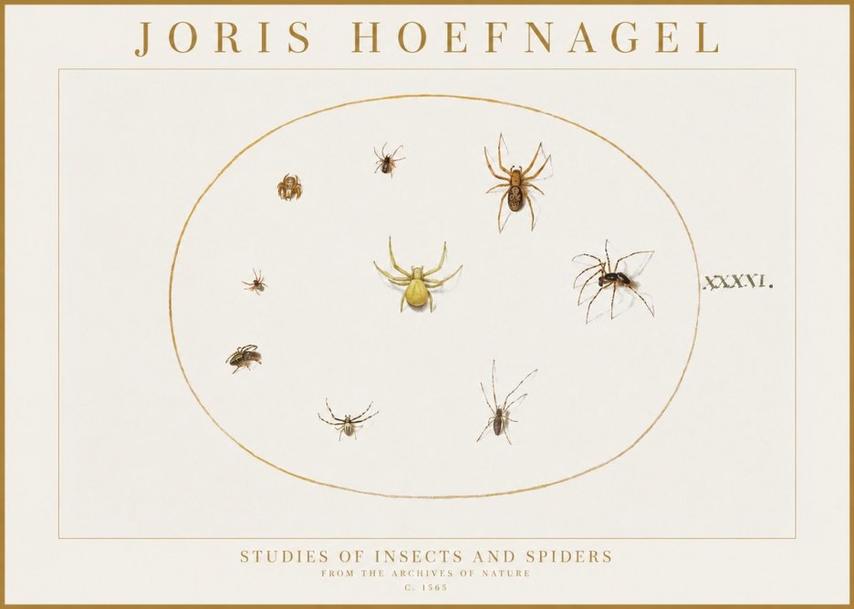 Joris Hoefnagel Studies of Insects and Spiders No1 - Affiche