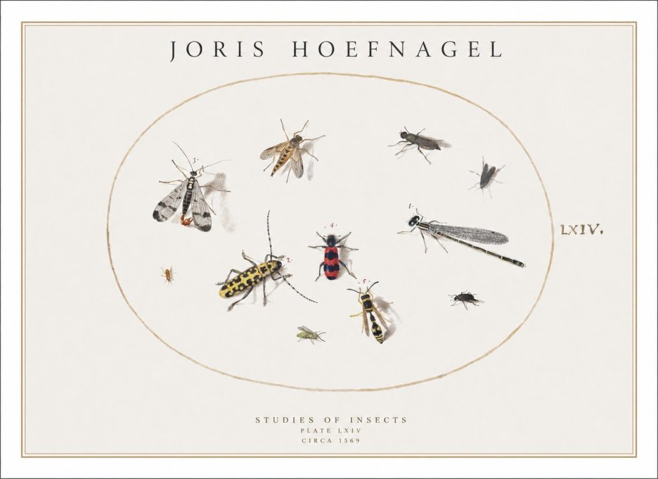 Joris Hoefnagel Studies of Insects - Plate Lxiv No1 - Affiche
