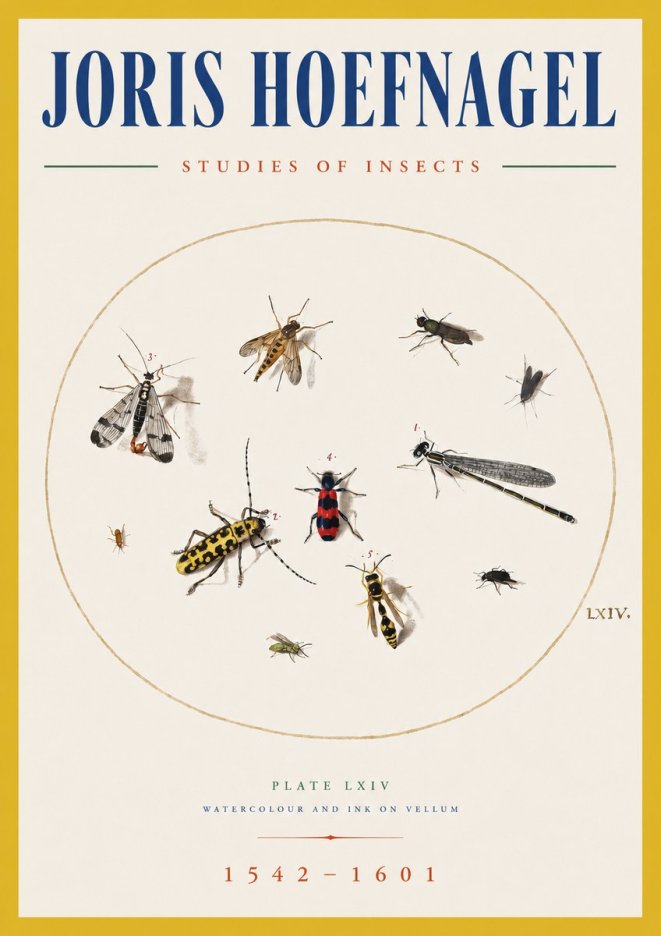 Joris Hoefnagel Studies of Insects - Plate Lxiv No5 - Affiche