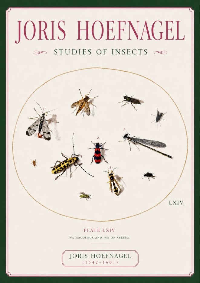 Joris Hoefnagel Studies of Insects - Plate Lxiv No6 - Affiche