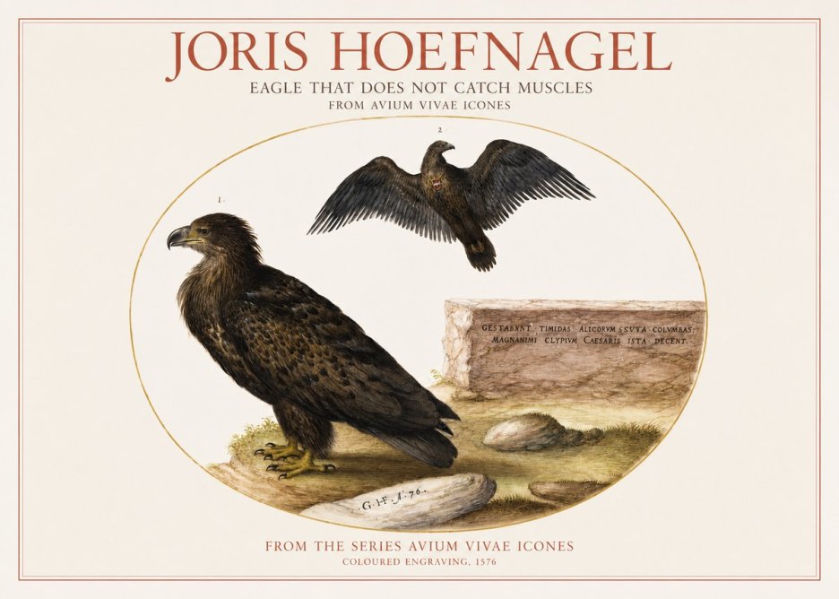 Joris Hoefnagel Eagle That Does Not Catch Muscles No1 - Affiche