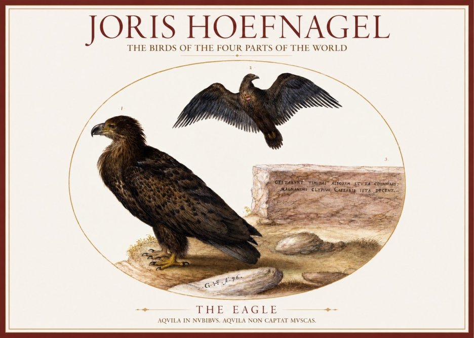 Joris Hoefnagel Eagle That Does Not Catch Muscles No6 - Affiche