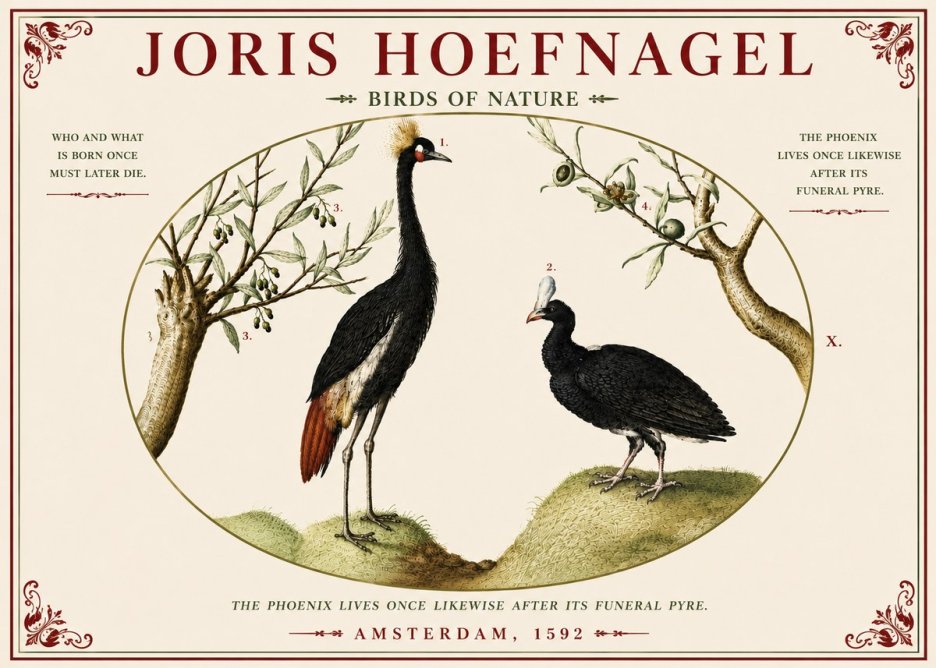 Joris Hoefnagel Birds of Nature No5 - Affiche