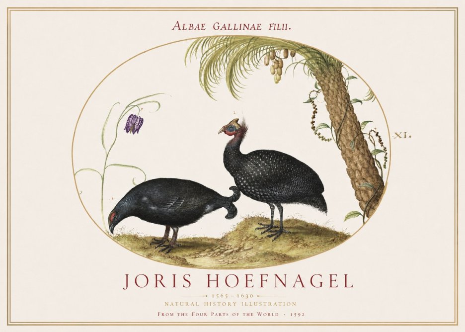 Joris Hoefnagel Albae Gallinae Filii. No1 - Affiche