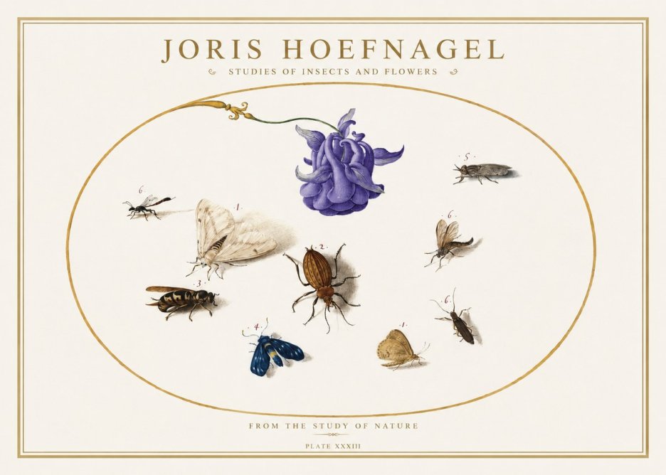 Joris Hoefnagel Studies of Insects and Flowers No5 - Affiche
