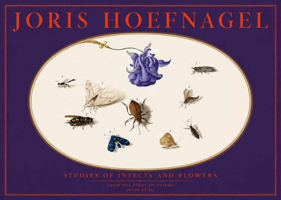 Joris Hoefnagel Studies of Insects and Flowers No6 - Affiche