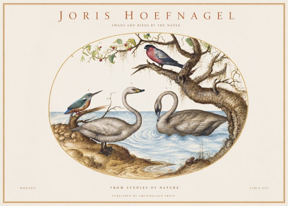 Joris Hoefnagel Swans and Birds by the Water No1 - Affiche