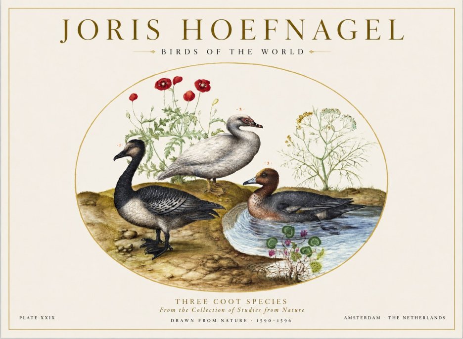 Joris Hoefnagel Three Coot Species No1 - Affiche