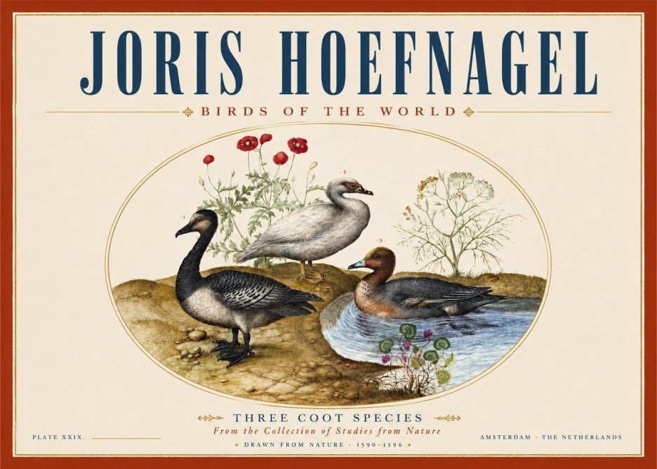 Joris Hoefnagel Three Coot Species No3 - Affiche
