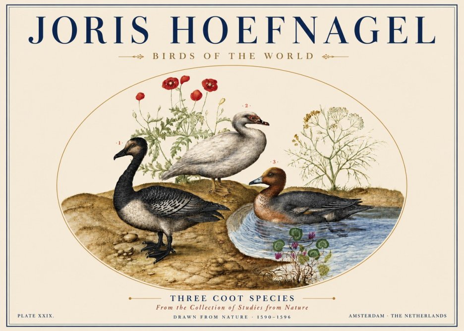 Joris Hoefnagel Three Coot Species No5 - Affiche