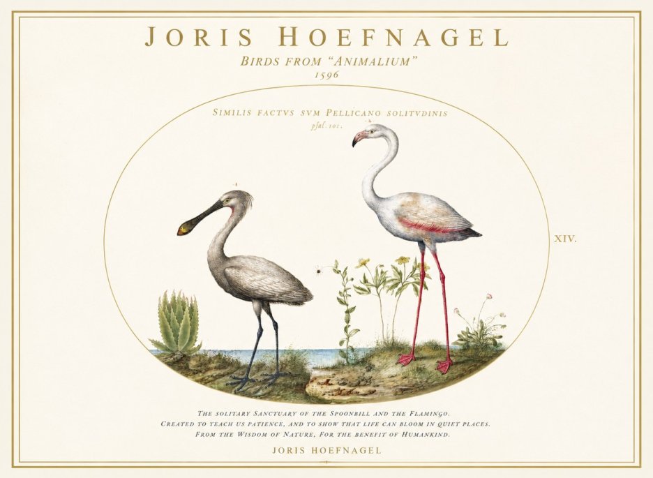 Joris Hoefnagel The Solitary Sanctuary of the Spoonbill and the Flamingo No1 - Affiche