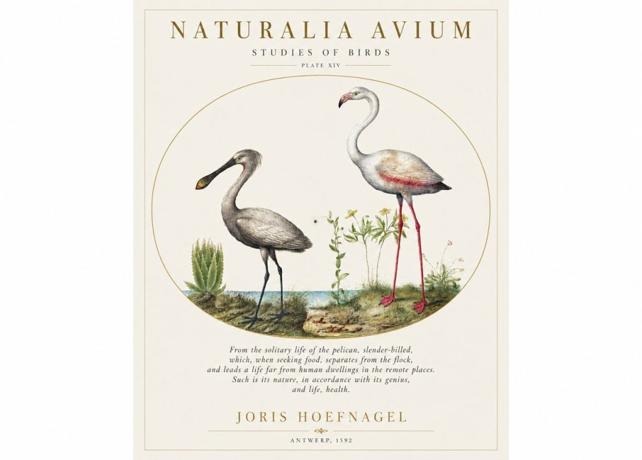 Joris Hoefnagel The Solitary Sanctuary of the Spoonbill and the Flamingo No2 - Affiche