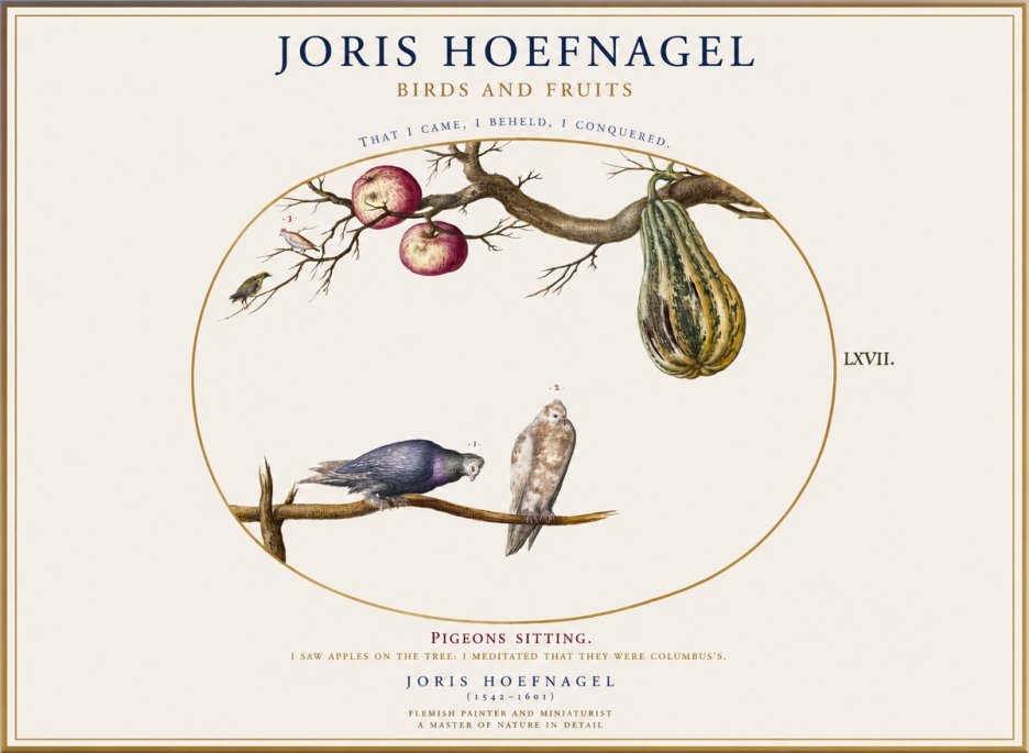 Joris Hoefnagel Pigeons Sitting. No1 - Affiche