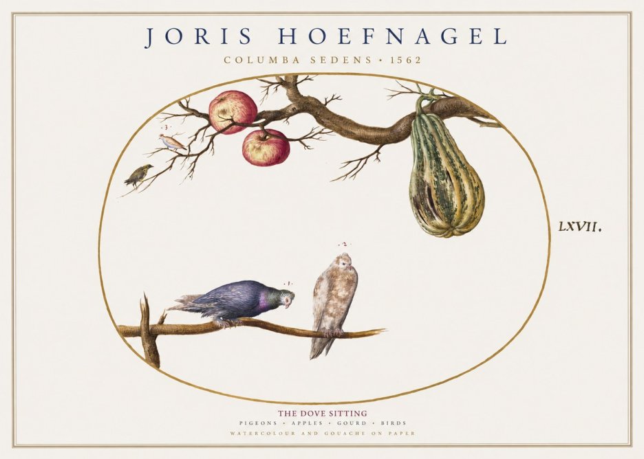 Joris Hoefnagel Pigeons Sitting. No2 - Affiche