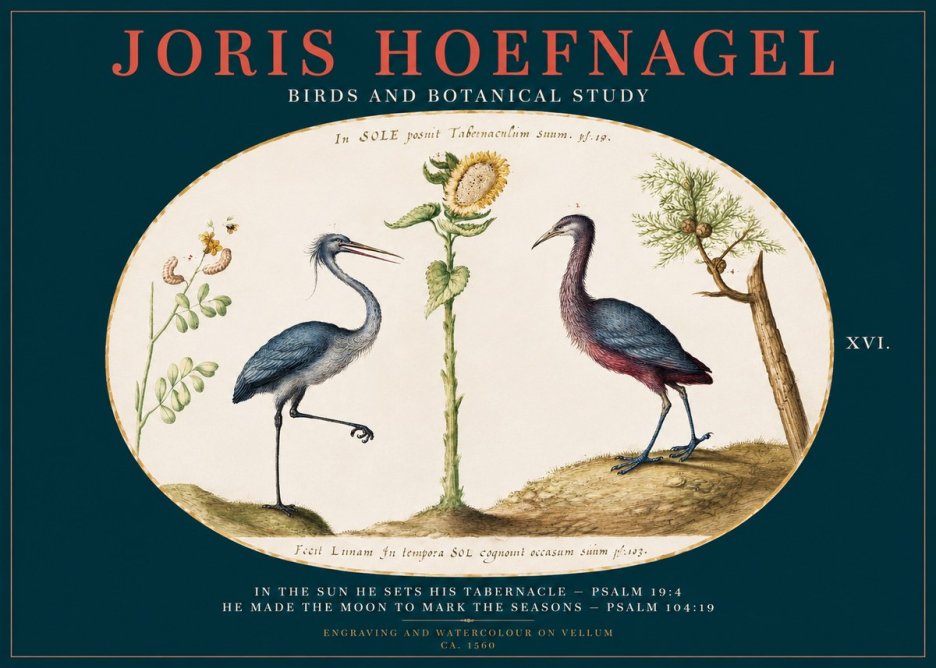 Joris Hoefnagel Birds and Plants Under the Sun No3 - Affiche