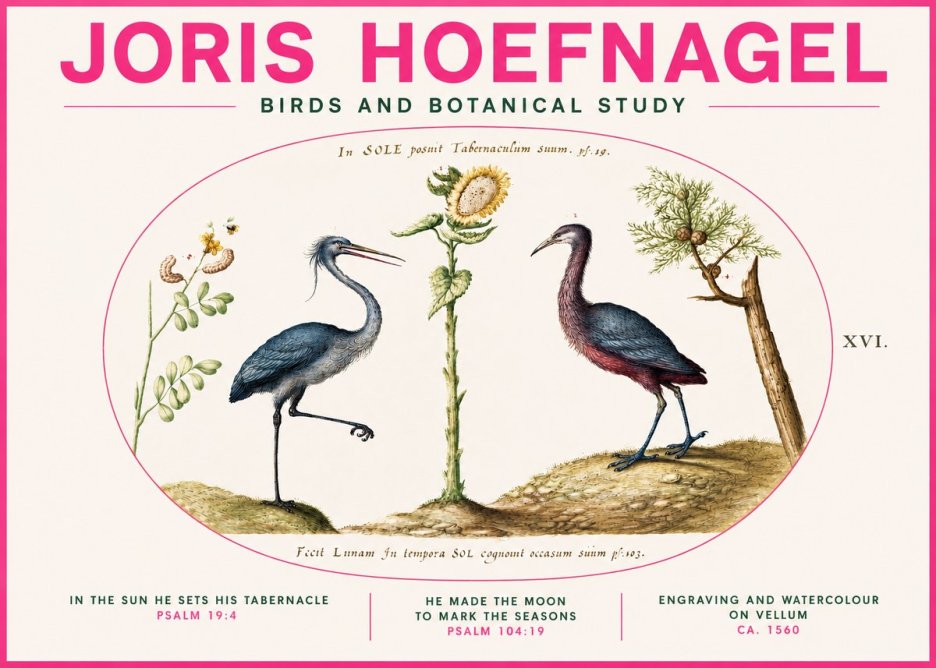 Joris Hoefnagel Birds and Plants Under the Sun No4 - Affiche
