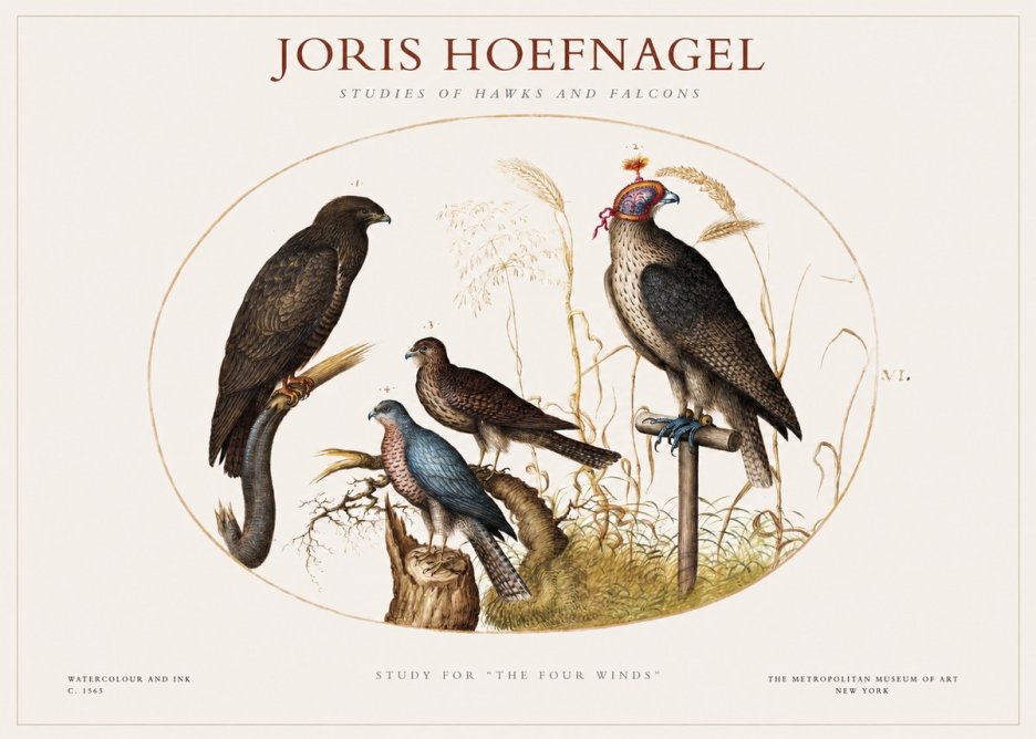 Joris Hoefnagel Studies of Hawks and Falcons No1 - Affiche