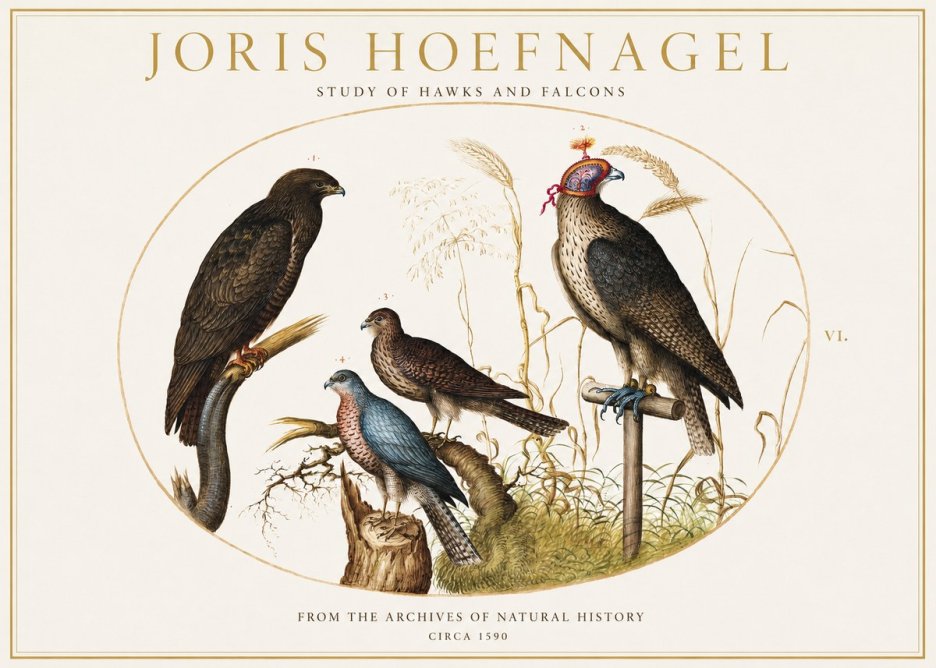 Joris Hoefnagel Studies of Hawks and Falcons No2 - Affiche