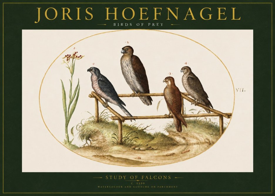 Joris Hoefnagel Study of Falcons No2 - Affiche