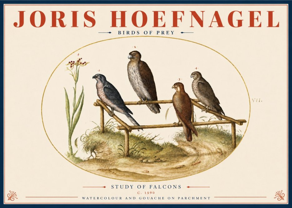 Joris Hoefnagel Study of Falcons No4 - Affiche