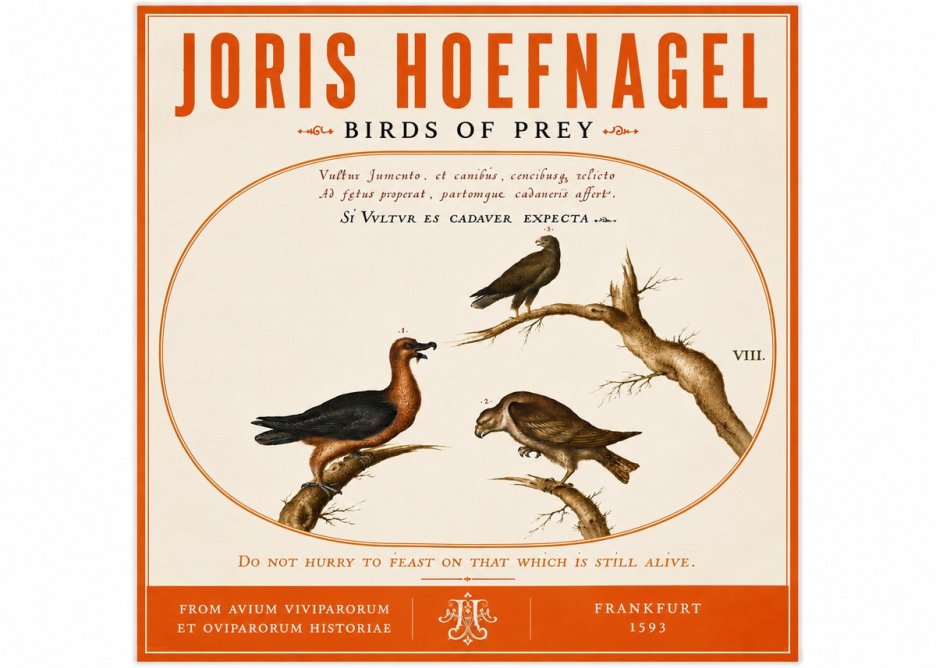 Joris Hoefnagel Birds of Prey No6 - Affiche