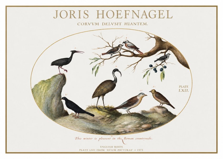 Joris Hoefnagel English Birds Plate Lxii No1 - Affiche