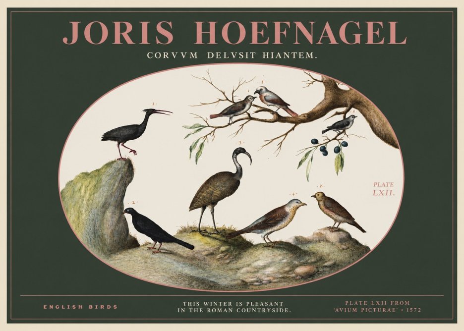 Joris Hoefnagel English Birds Plate Lxii No2 - Affiche