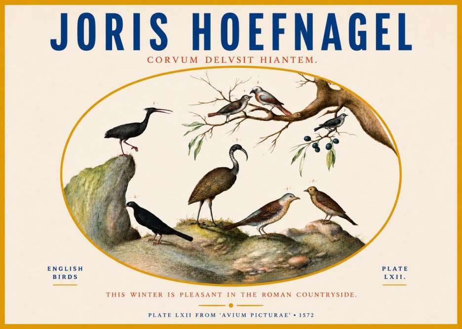 Joris Hoefnagel English Birds Plate Lxii No3 - Affiche