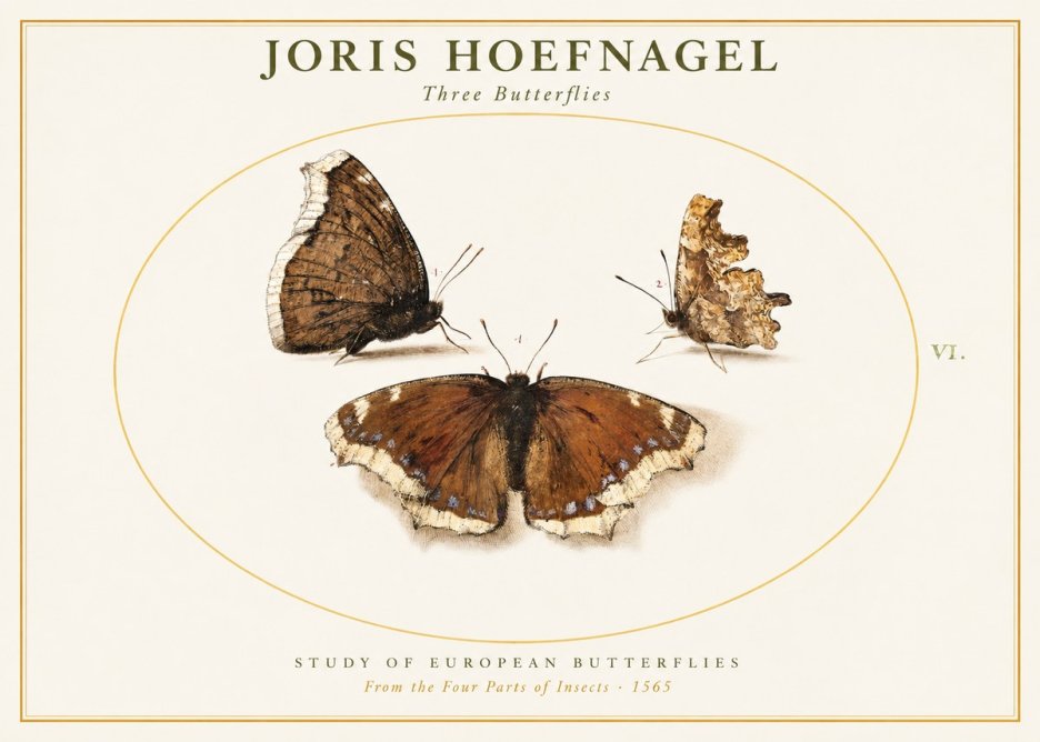 Joris Hoefnagel Three Butterflies I No1 - Affiche