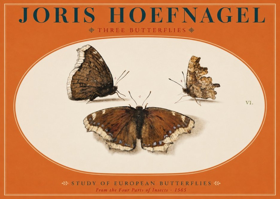 Joris Hoefnagel Three Butterflies I No2 - Affiche
