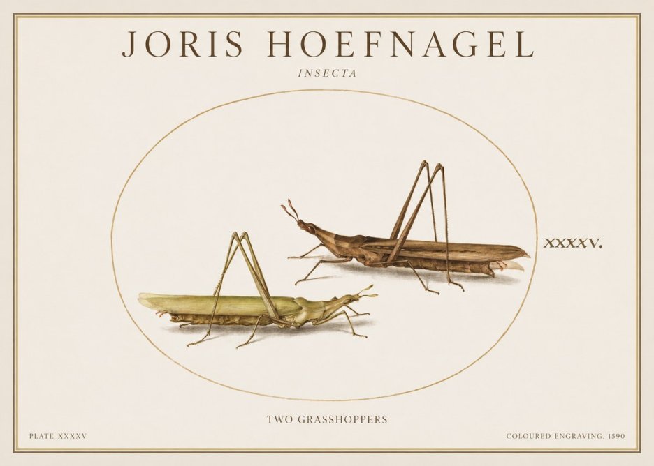 Joris Hoefnagel Two Grasshoppers No1 - Affiche