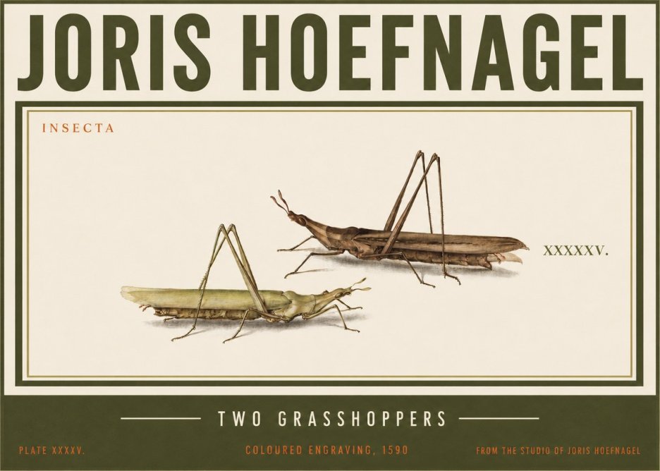 Joris Hoefnagel Two Grasshoppers No3 - Affiche
