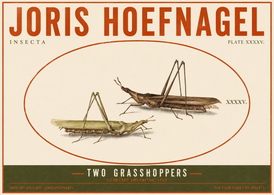 Joris Hoefnagel Two Grasshoppers No4 - Affiche
