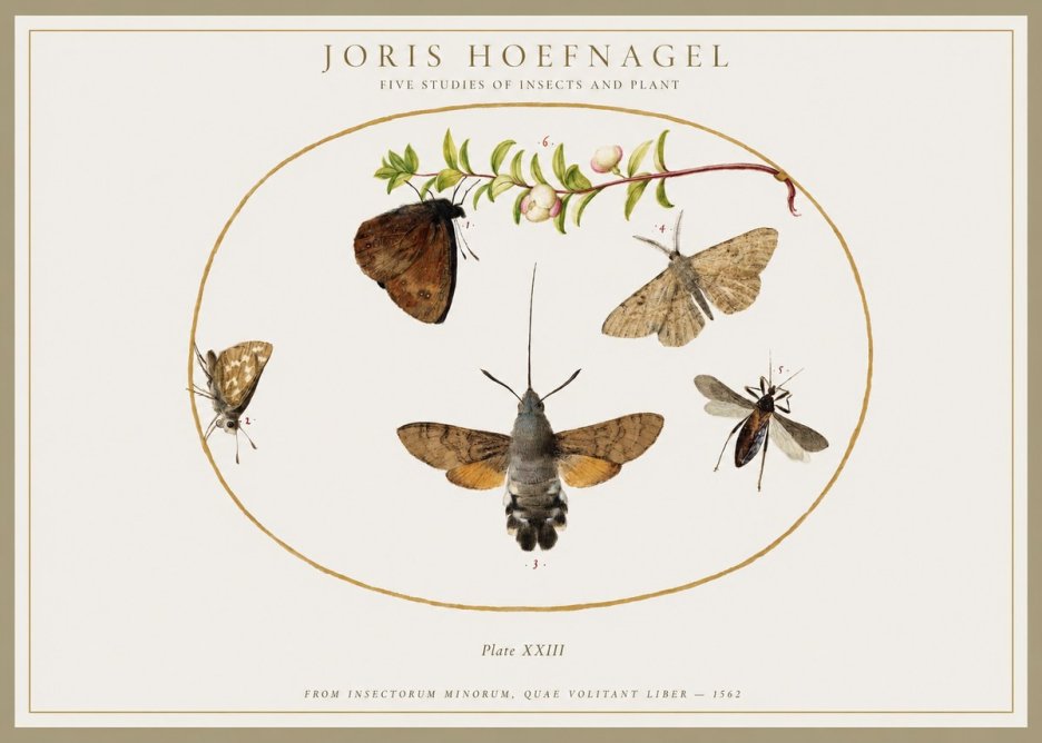 Joris Hoefnagel Five Studies of Insects and Plant No1 - Affiche