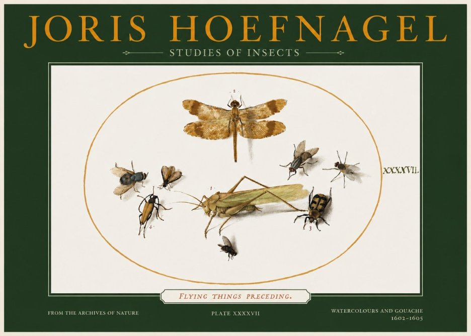 Joris Hoefnagel Flying Things Preceding. No2 - Affiche
