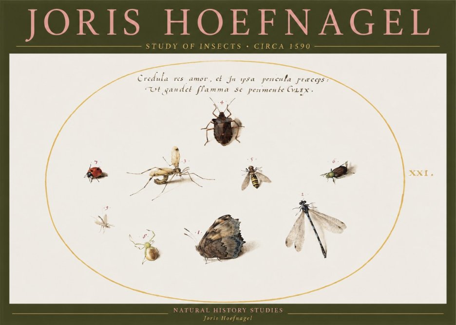 Joris Hoefnagel Study of Insects • Circa 1590 No2 - Affiche