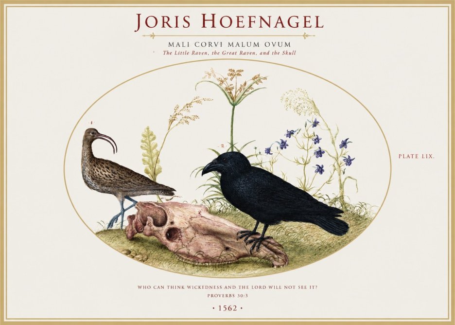 Joris Hoefnagel The Little Raven, the Great Raven, and the Skull No1 - Affiche