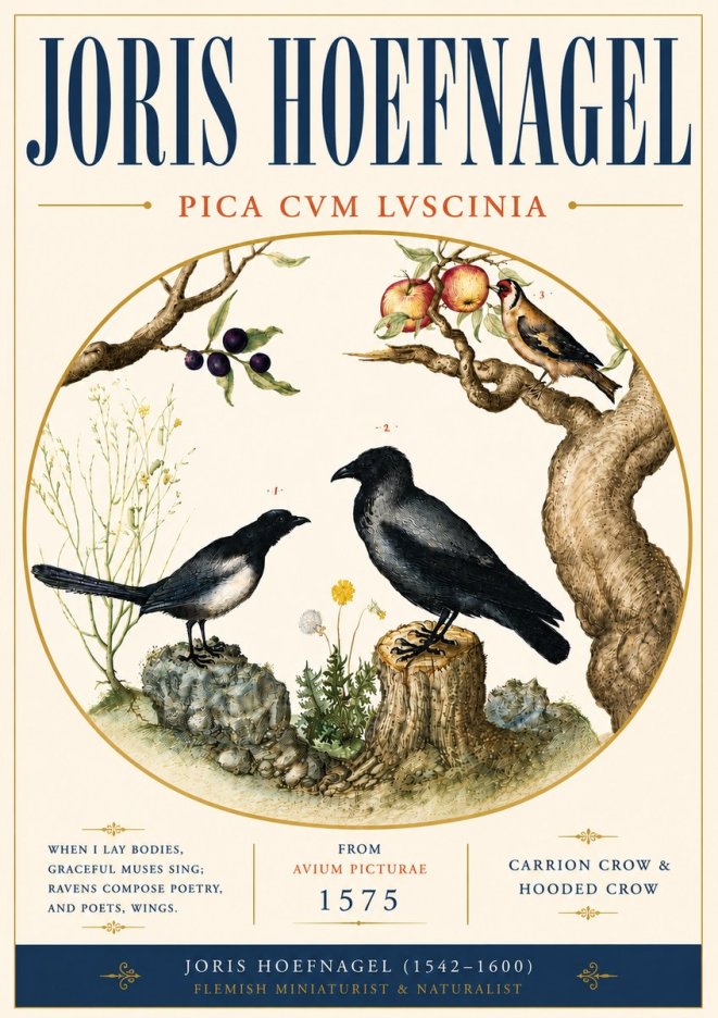 Joris Hoefnagel Carrion Crow & Hooded Crow No6 - Affiche